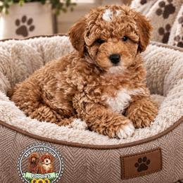 Theo - Red  male Poodle puppy in Salem, Missouri from Meadowbrook Poodles