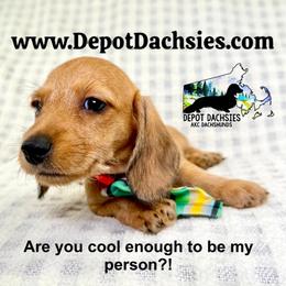 Chase Wire Hair AKC - Red male Dachshund puppy in South Easton, Massachusetts from Depot Dachsies