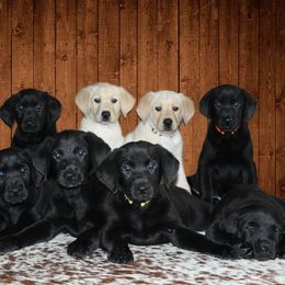 Labrador Retriever Puppies from Triple L Labs & Co.