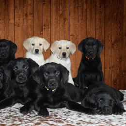 Labrador Retriever Puppies from Triple L Labs & Co.