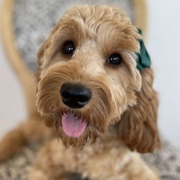Bon Bon - Cavapoo