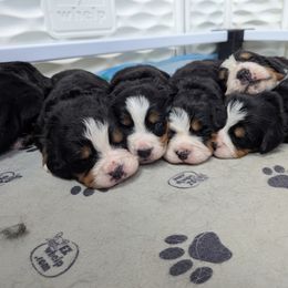 Bernedoodle and Bernese Mountain Dog Puppies from Rafter 58 Bernese Mountains and Bernedoodles