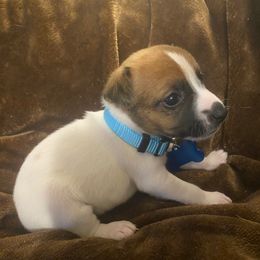 Girl 2 - Tri-color female Jack Russell Terrier puppy in Centerville, Pennsylvania from Rose Haven Farm