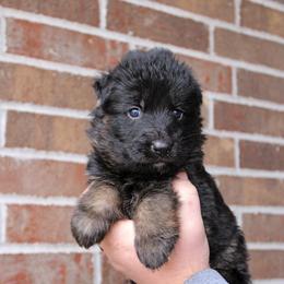 Boy 5 - Black and red male German Shepherd puppy in Mount Vernon, Missouri from German Haus German Shepherds LLC