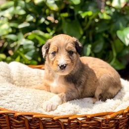 Willie - male Australian Mountain Doodle puppy in Pittsburgh, Pennsylvania from WestPenn Doodles LLC
