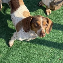 Ellie - Dachshund