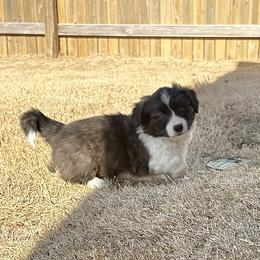 Gingerbread - Brindle and white male American Corgi puppy in Temple, Texas from Silver Moon Cardigan and American Corgis