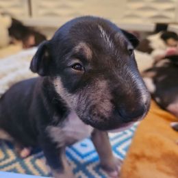 Gonzo - Black brindle and white male Miniature Bull Terrier puppy in Hollywood, Florida from Mini Bull Lane