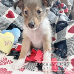 Shetland Sheepdog Puppies from Country Chic Shelties