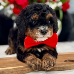 Rocket - Tri-color male Cavapoo puppy in Apple Valley, California from Fletcher Fuzzy Friends
