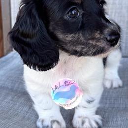 Brindle Pointed Piebald Girl - Brindle female Dachshund puppy in Houston, Texas from L&L 4D Dancer’s Dachshunds