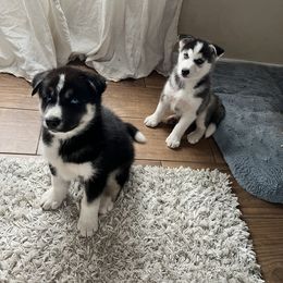 Siberian Husky Puppies from Hargaden Huskies