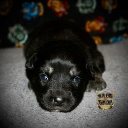 Jolly rancher - Black tri female Miniature Australian Shepherd puppy in El Dorado Springs, Missouri from HP Aussie Kennels