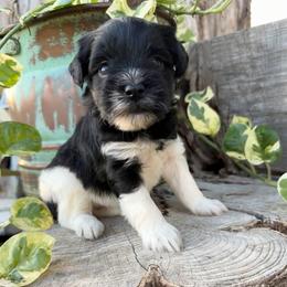 Velvet - Black female Miniature Schnauzer puppy in Silver Creek, Mississippi from Mamie’s Minis, LLC