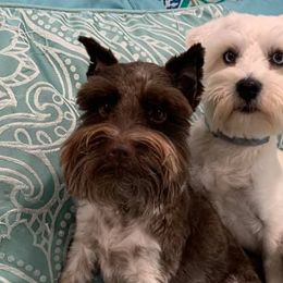 Miniature Schnauzers from Lorraine's Miniature Schnauzers