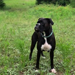Boxer and Toy Fox Terrier All Grown Up from TAC Team Kennels