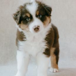 Hale - Red tri-color male Australian Shepherd puppy in Aberdeen, North Carolina from Huckleberry Hill Aussies LLC.