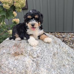 Girl 5 - female Bernedoodle puppy in Beach City, Ohio from Blue Cloud Doodles