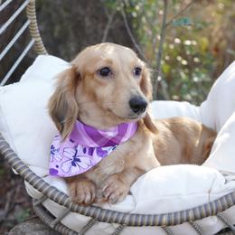 Marli - Dachshund