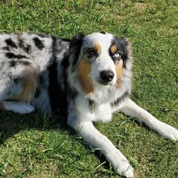 Pistol - Australian Shepherd