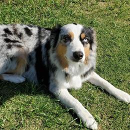 Pistol - Australian Shepherd