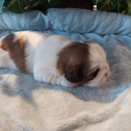 Shih Tzu Puppies from N.F.S.T Imperial ShihTzu Puppies.