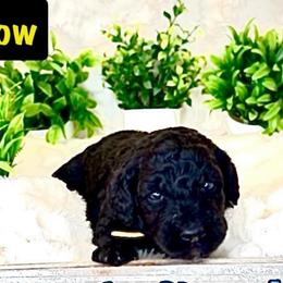 Miss Yellow - Black female Goldendoodle puppy in San Diego, California from Sensational Doodles