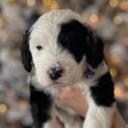 Purple - Sheepadoodle puppy from Luv My Doodle