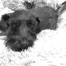 Faith - Miniature Schnauzer