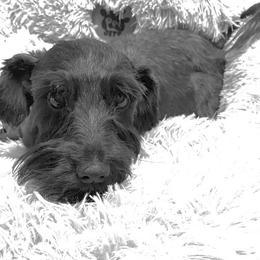 Faith - Miniature Schnauzer