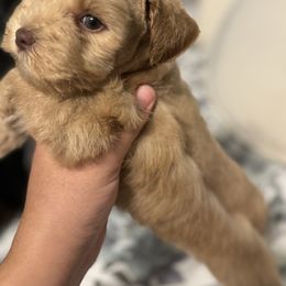 Miniature Schnauzer Puppies from Forever Schnauzers