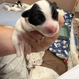 Boy 3 - Black and white male Coton de Tulear puppy in Vancouver, Washington from Uptown Cotons