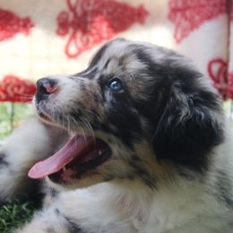 Australian Shepherd Puppies from Tru Blu Aussies