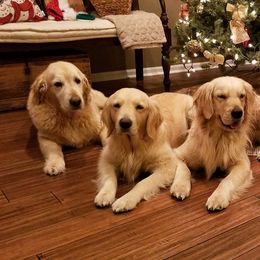 Golden Retriever All Grown Up from Golden Years