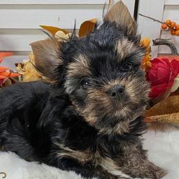 Aramis - Black and gold male Yorkshire Terrier puppy in Austin, Texas from Rhine Valley Yorkies