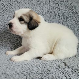 Sheeba - Yellow collar - White and badger female Great Pyrenees puppy in Monmouth, Maine from Flewelling Great Pyrenees