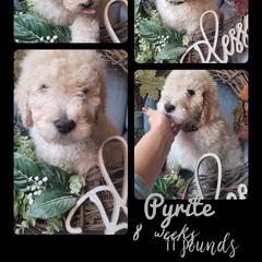 Boy 5 - Saint Berdoodle puppy in St. Maries, Idaho from Casseldoodles @ CasselFarm
