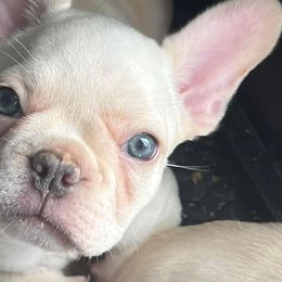 Girl 2 - French Bulldog puppy in Florida from Beyond Blessed Breeding