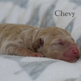 Chevy - Cream male Australian Labradoodle puppy in Manchaca, Texas from Heartrock Labradoodles