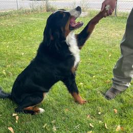 Bernese Mountain Dog puppies from Draper Mountain Doodles