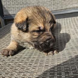 Blue - Sable male German Shepherd puppy in Lebanon, Pennsylvania from East Coast k9's