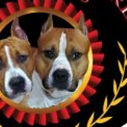 American Staffordshire Terriers from Bold & Beautiful Amstaffs