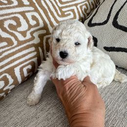 Olaf - White male Poodle puppy in Queen Creek, Arizona from Prestigious Toy Poodles