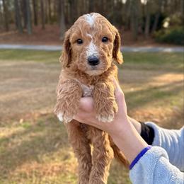Toboggan - Apricot male Goldendoodle puppy in Kenansville, North Carolina from J+A Family Doodles