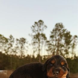 Nougat (Financing Available) - Black and tan male Dachshund puppy in Inverness, Florida from Canaan Farm Corgis