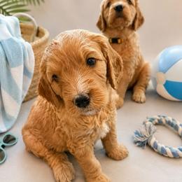 Clementine - Red  female Goldendoodle puppy in Rocky Point, North Carolina from CelticDoods