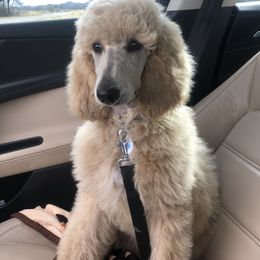 Tequila Sunrise - Poodle