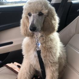 Tequila Sunrise - Poodle
