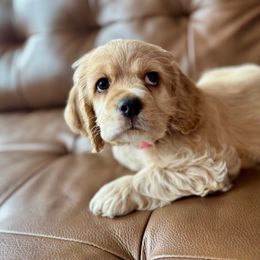 Roxy - Cocker Spaniel