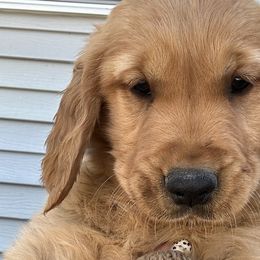 Breezy - Golden Retriever puppy in Bear River Cy, Utah from Blue Creek Retrievers